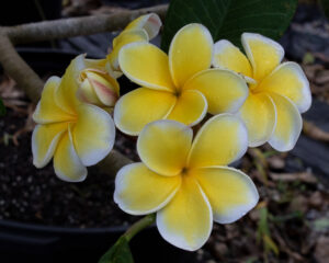Mikey plumeria