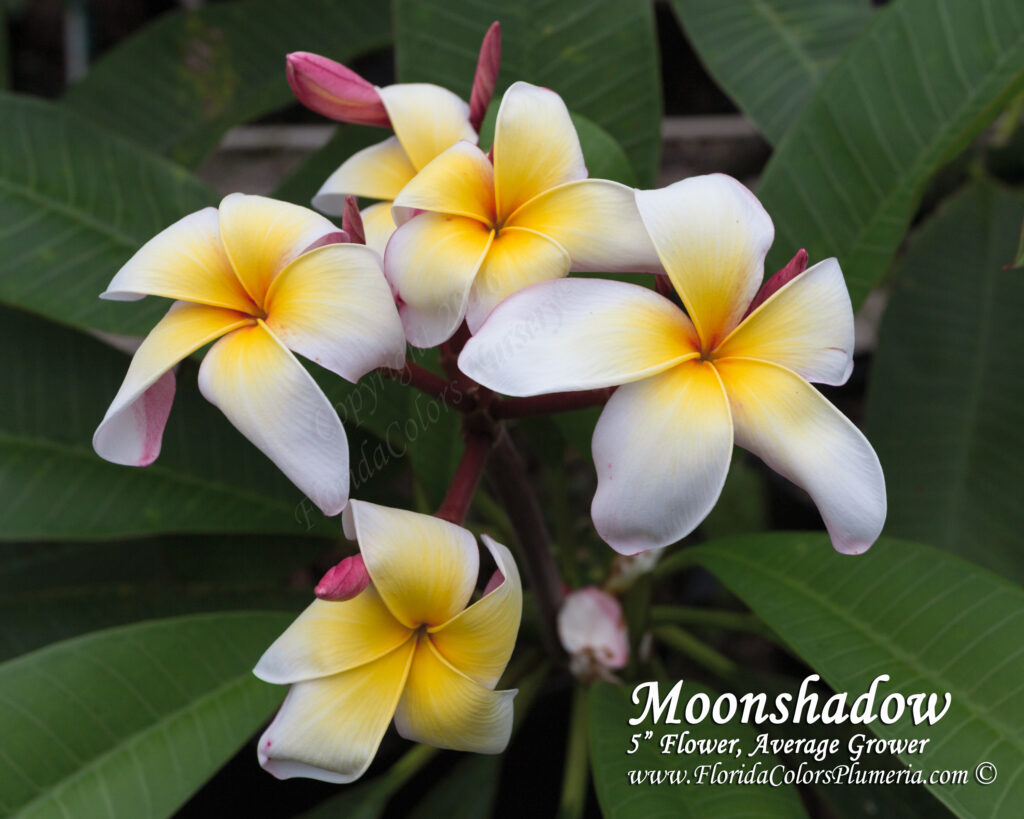 Moonshadow plumeria photo