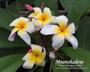 Moonshadow plumeria