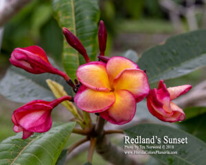 Redlands Sunset plumeria