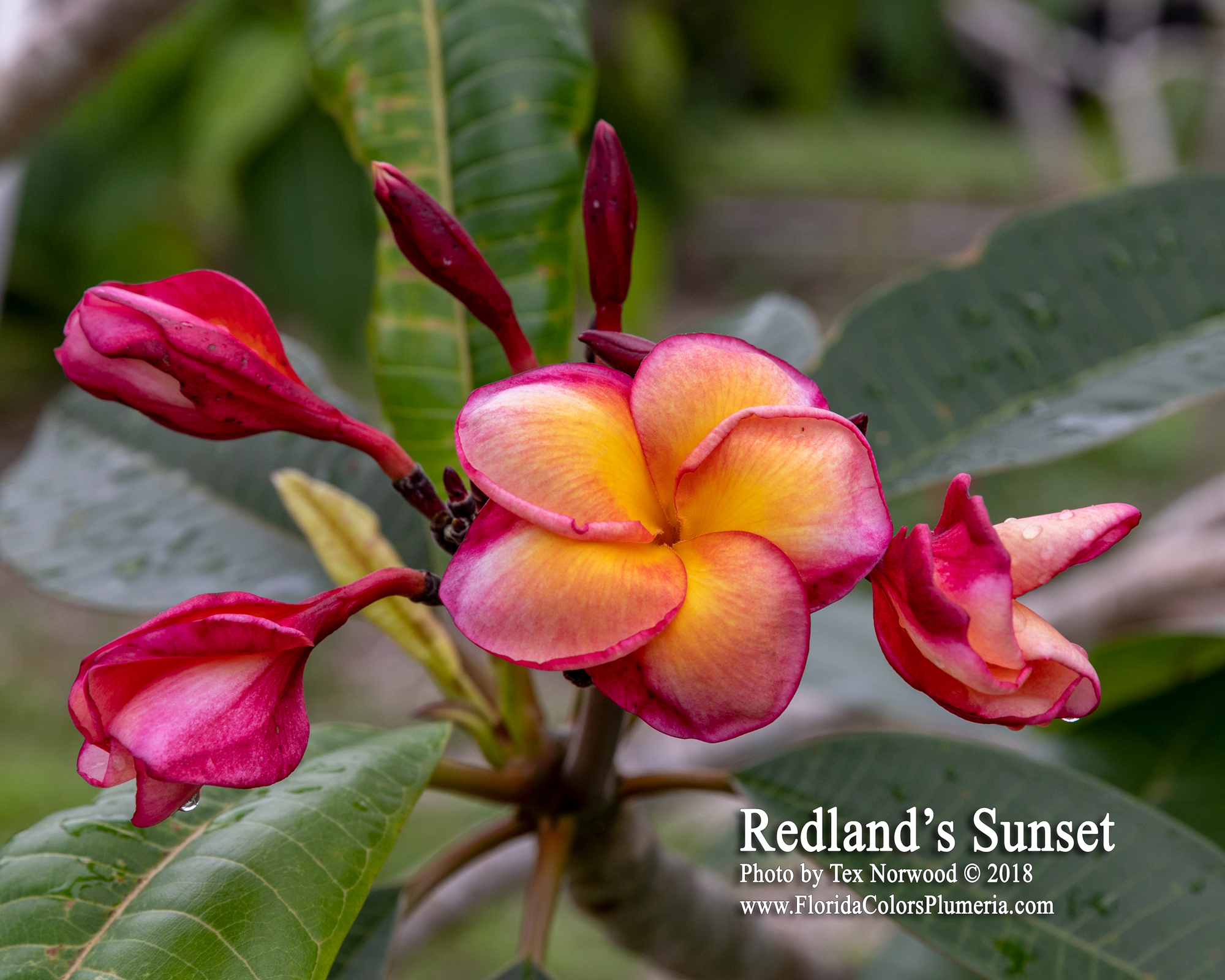 Redlands Sunset plumeria photo