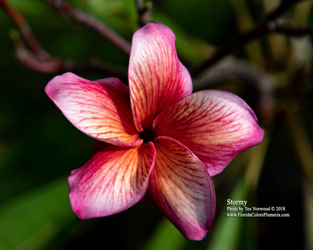Stormy plumeria photo