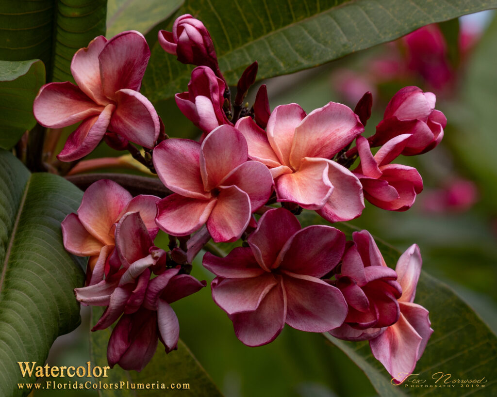 Watercolor plumeria photo