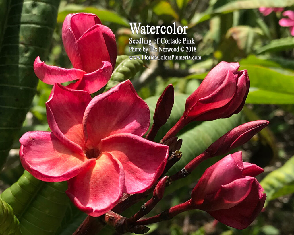 Watercolor plumeria photo