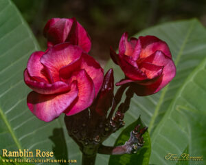 Ramblin Rose plumeria