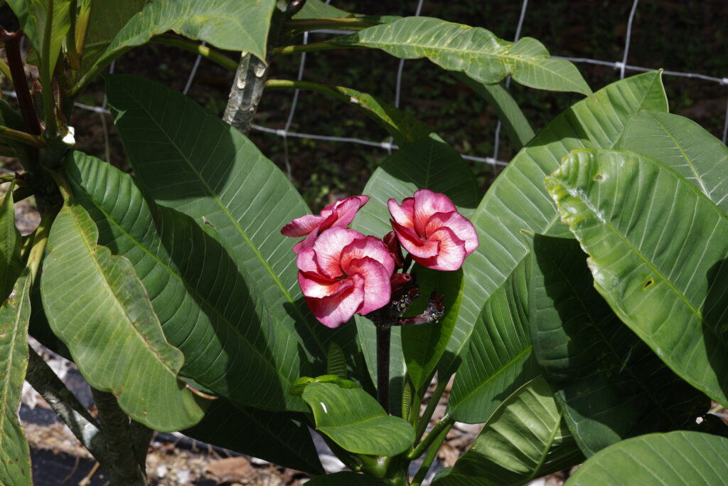 Ramblin Rose plumeria photo