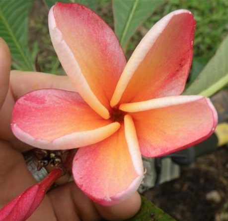 Ivy’s Bloom plumeria photo