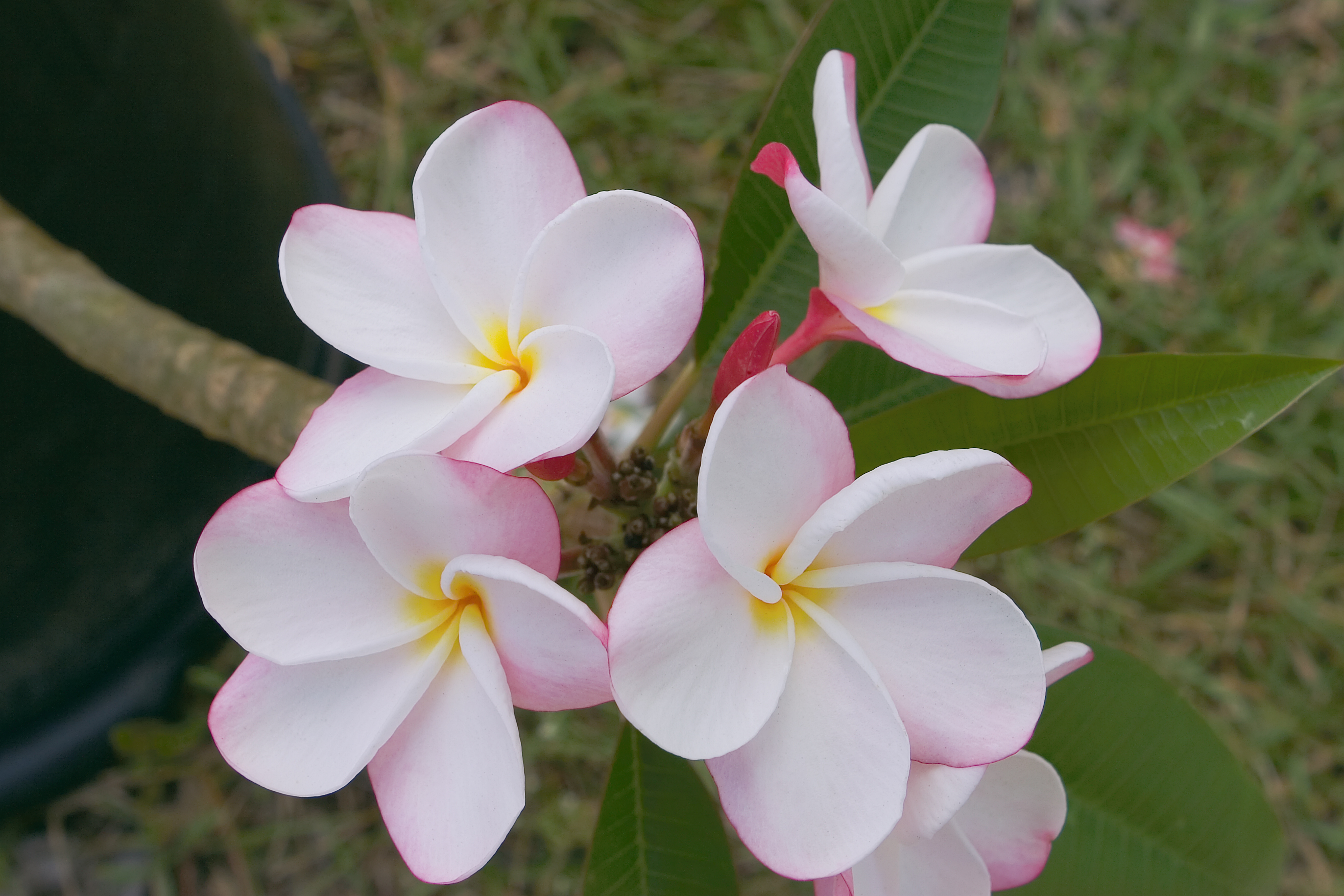Dieudonne plumeria photo