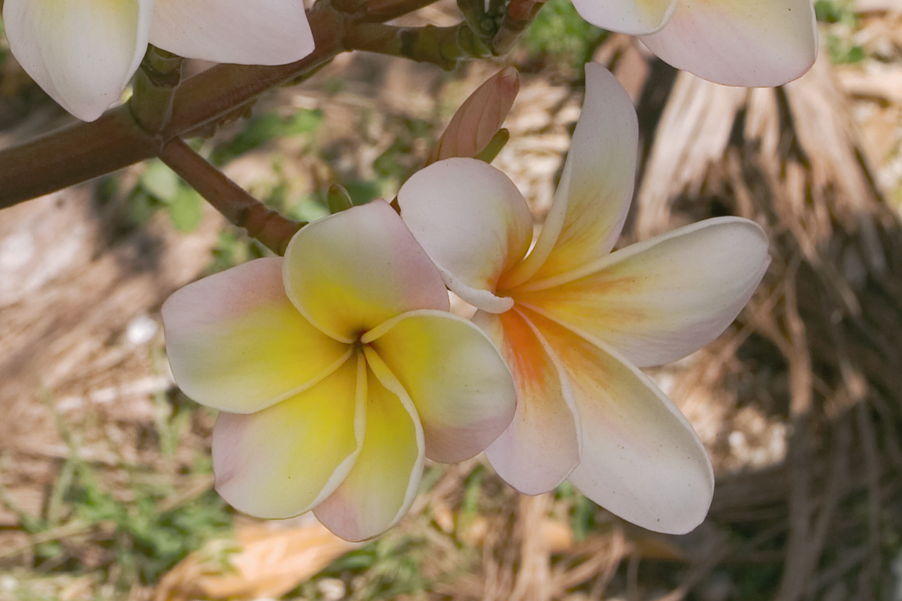 Mareno’s Rainbow 355 plumeria photo