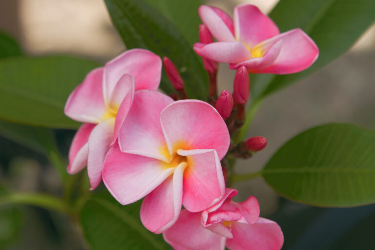 Pink Ruffles 356 plumeria flower