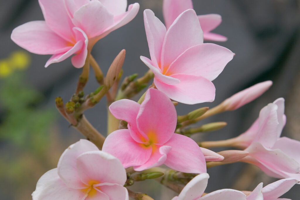 Sherrie Pink plumeria photo