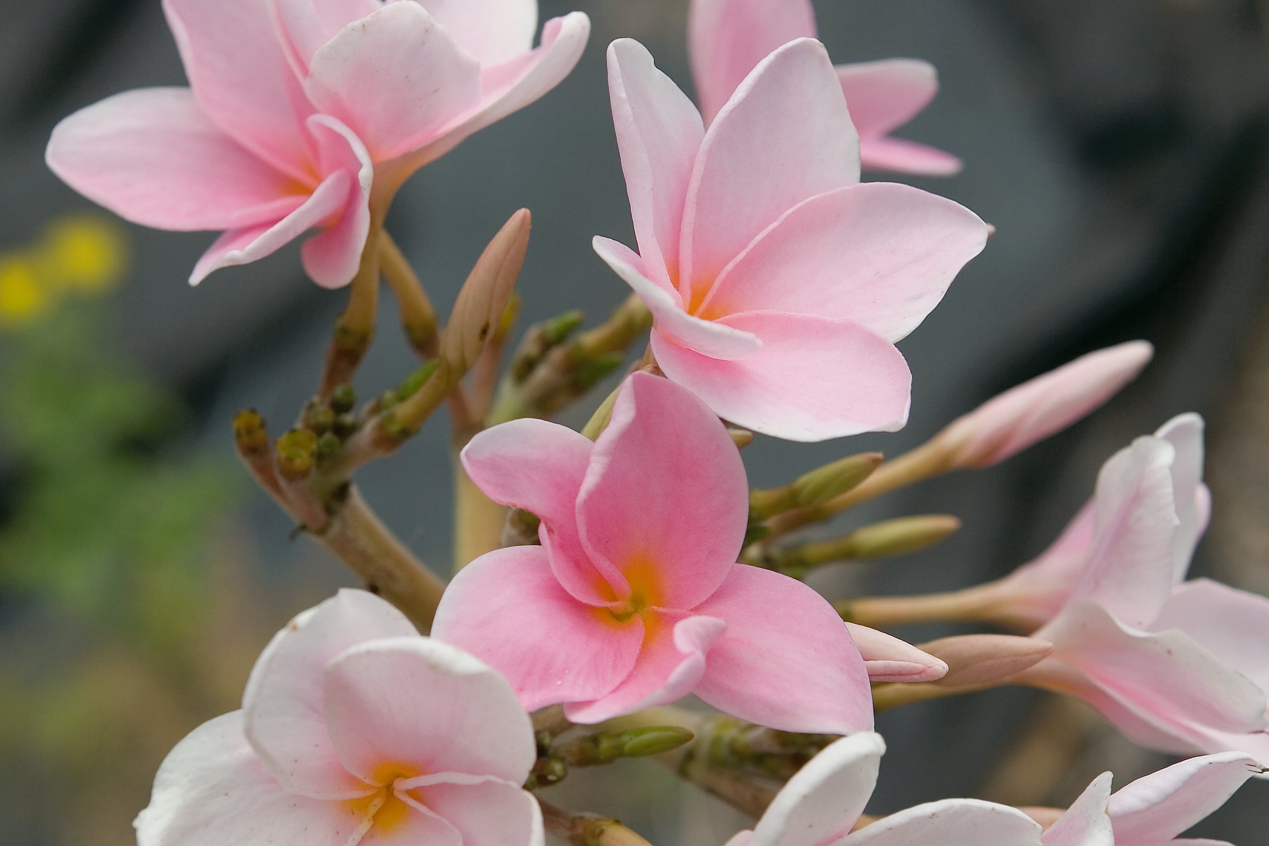 Sherrie Pink plumeria photo