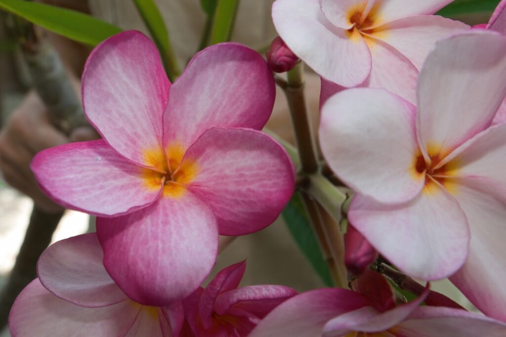 Lake’s Plantation plumeria photo