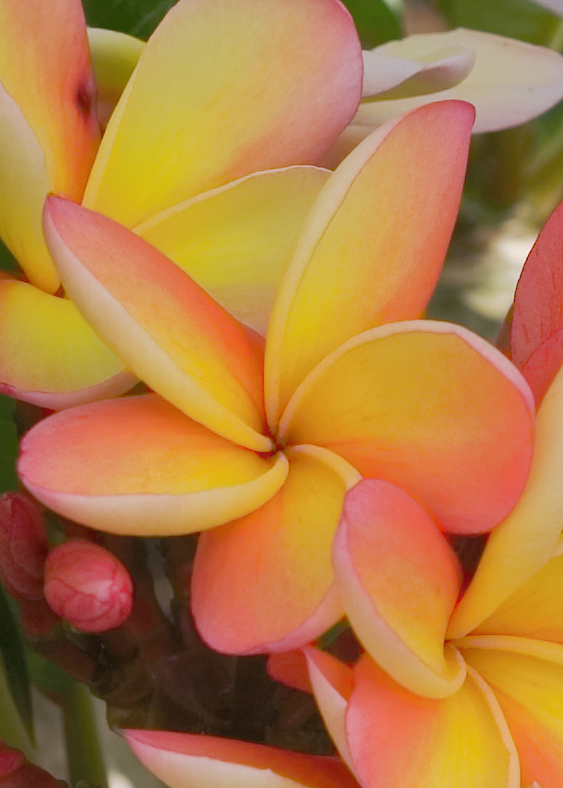 Bowen Yellow plumeria flower
