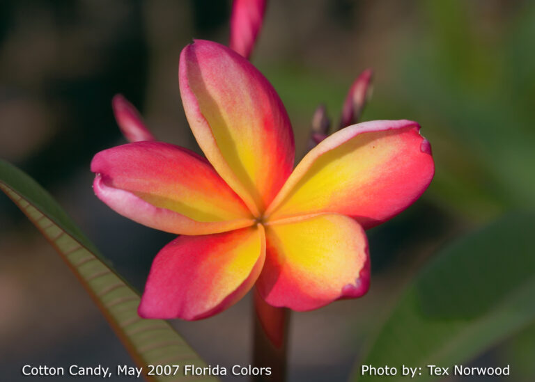 Cotton Candy plumeria photo