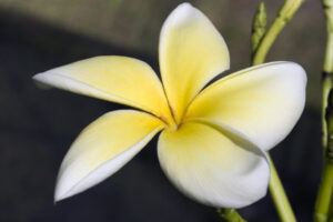 Lemon Chiffon plumeria