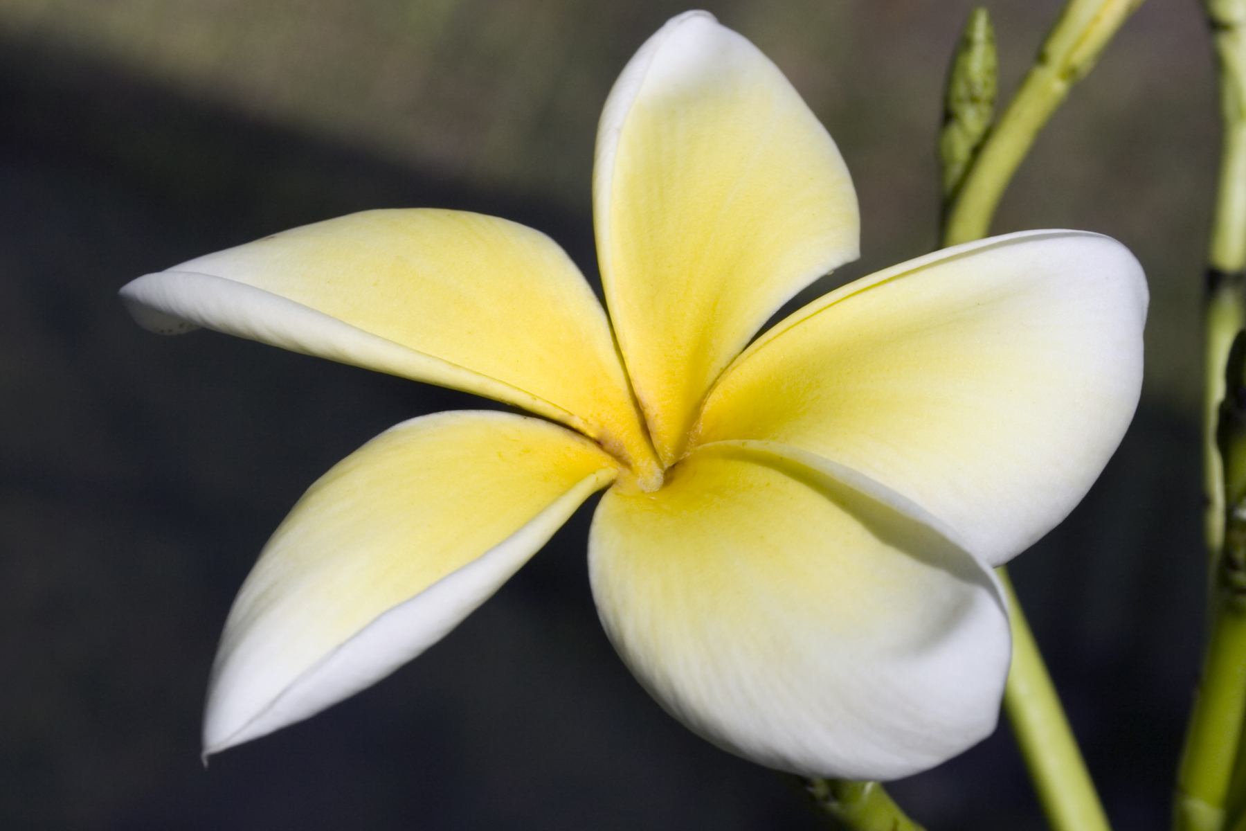 Lemon Chiffon plumeria photo