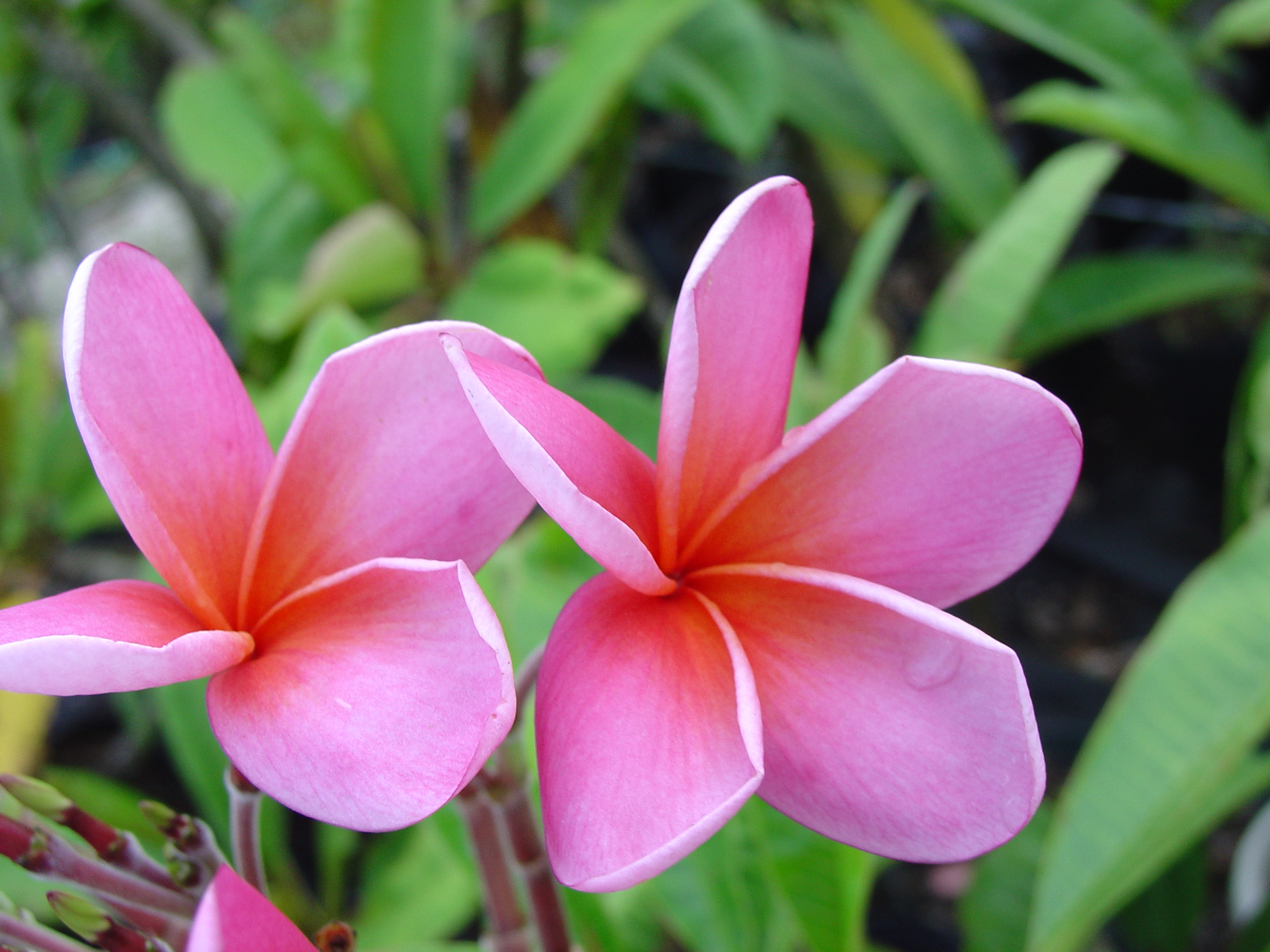Andrea Jean plumeria photo