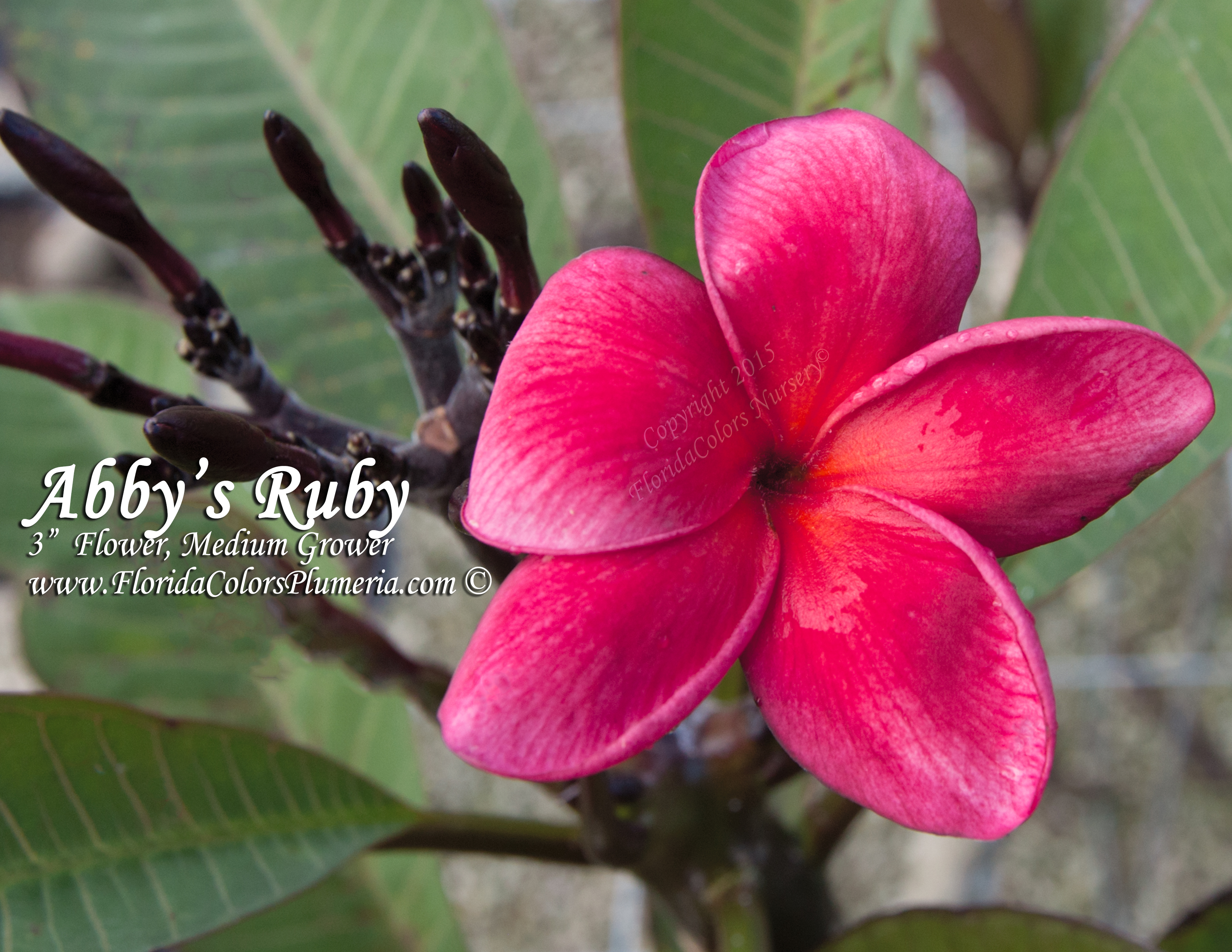 Abby’s Ruby plumeria photo