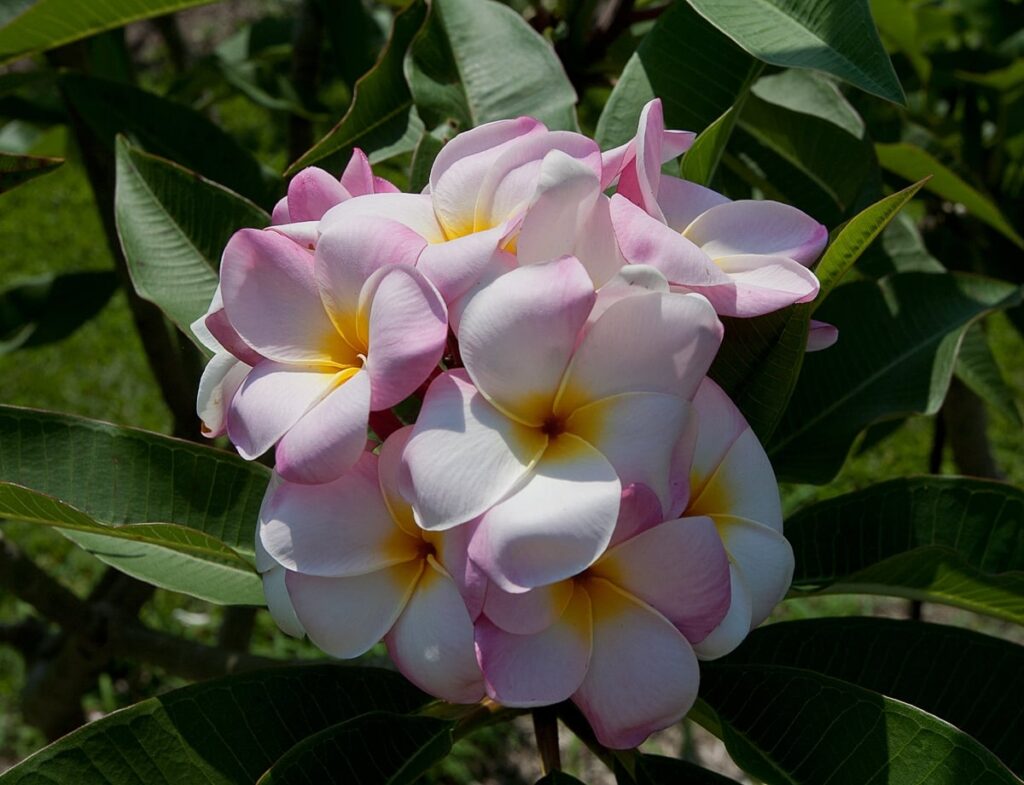 Abigail plumeria photo