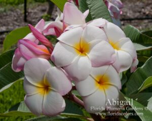 Abigail plumeria photo