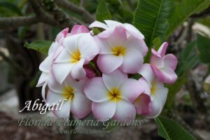 Abigail plumeria photo