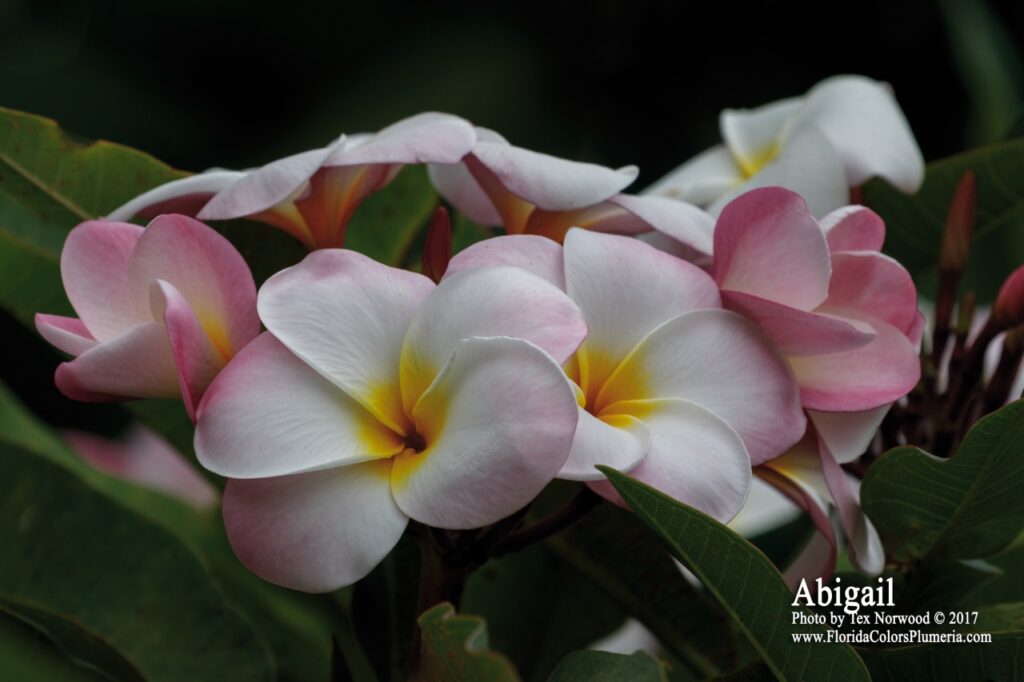Abigail plumeria photo