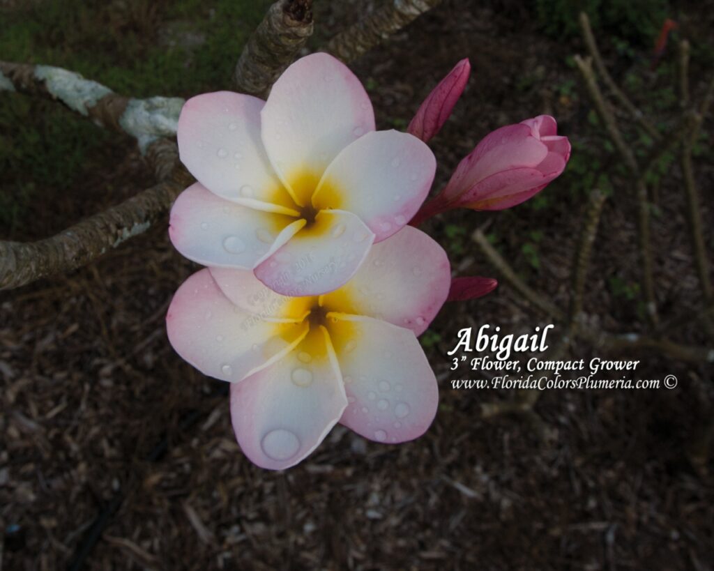 Abigail plumeria photo