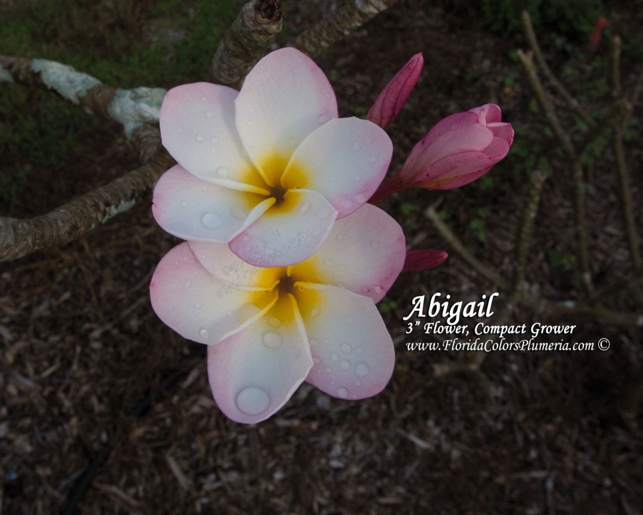 Abigail plumeria flower