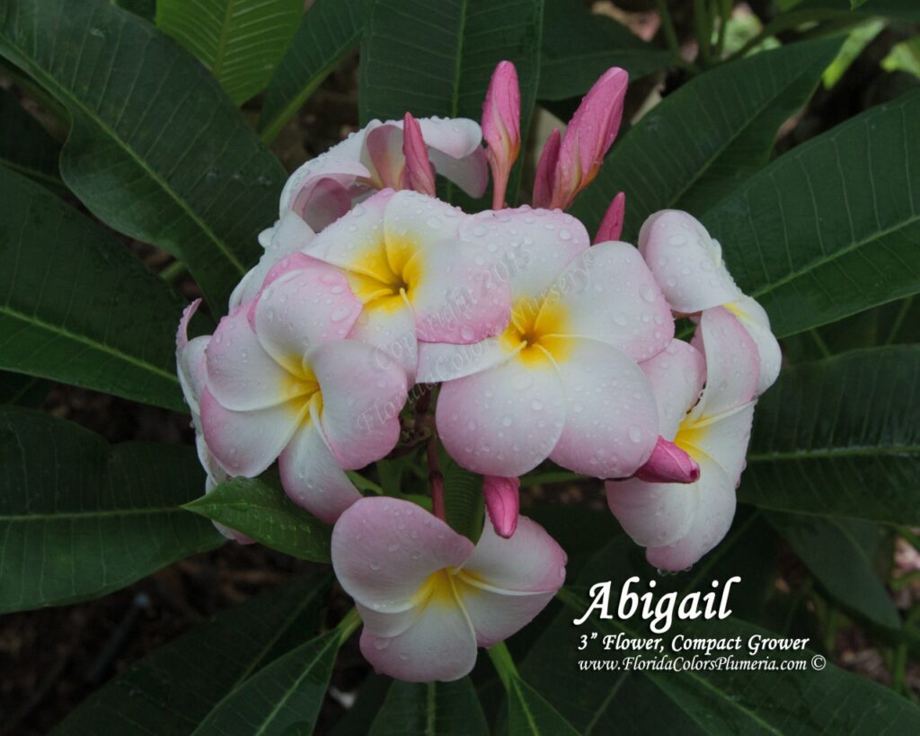 Abigail plumeria photo