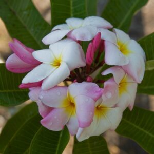 Abigail plumeria