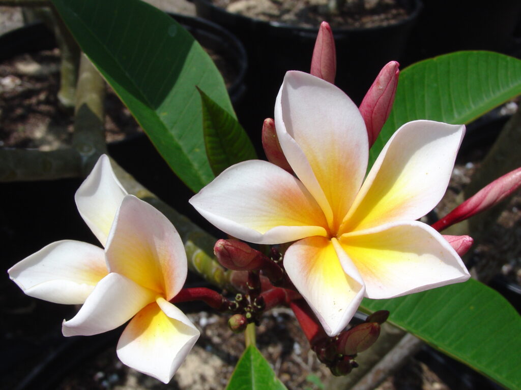 Aimhorn plumeria photo