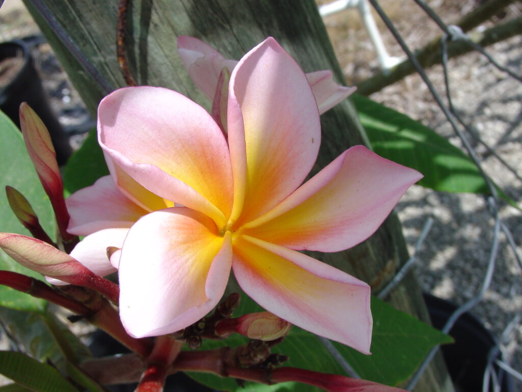 Aimhorn plumeria photo