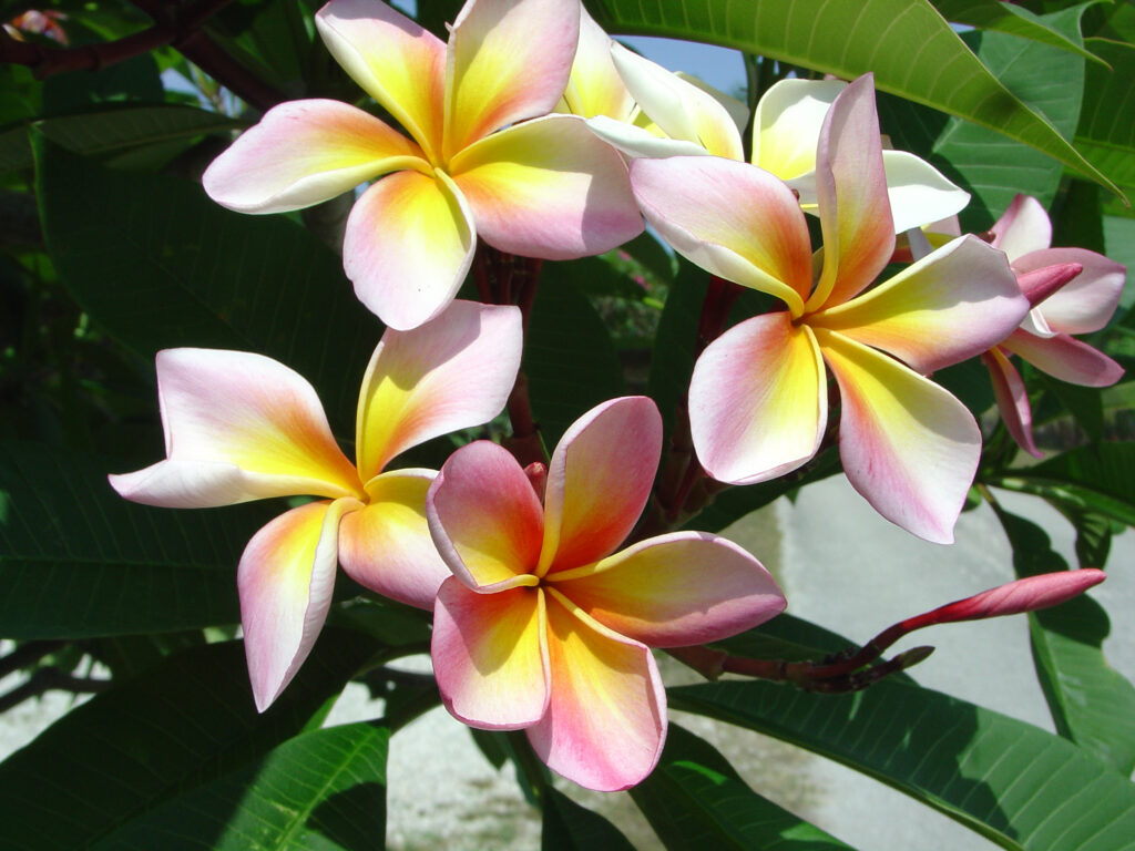 Aimhorn plumeria photo