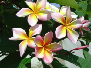 Aimhorn plumeria photo