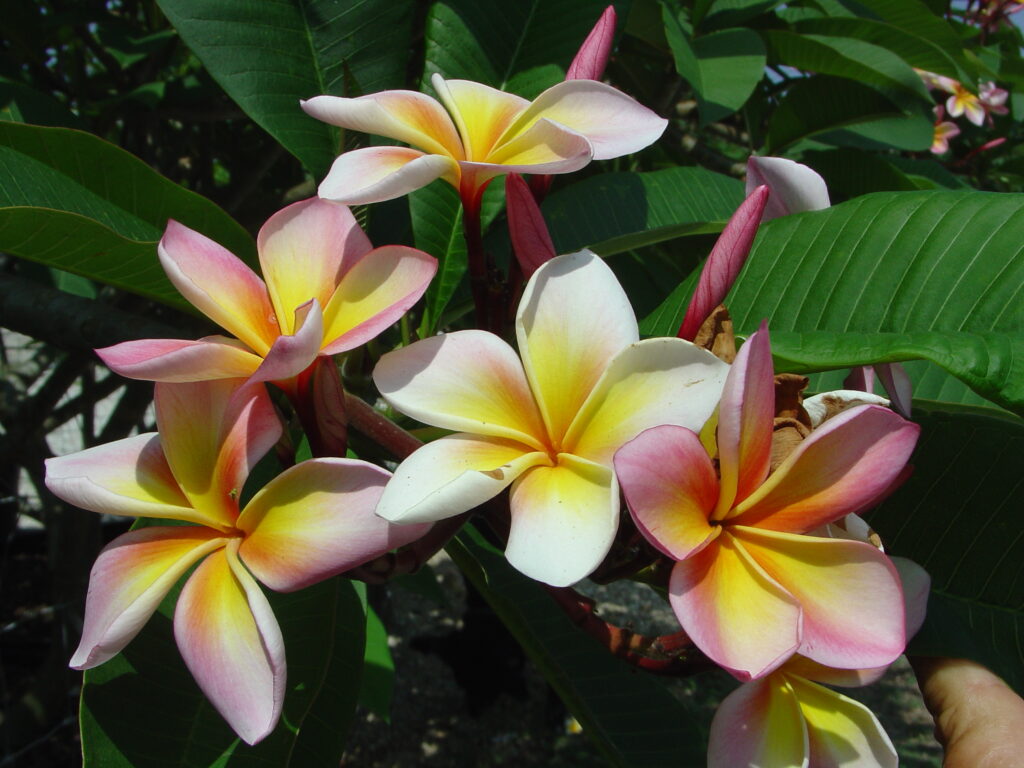 Aimhorn plumeria photo