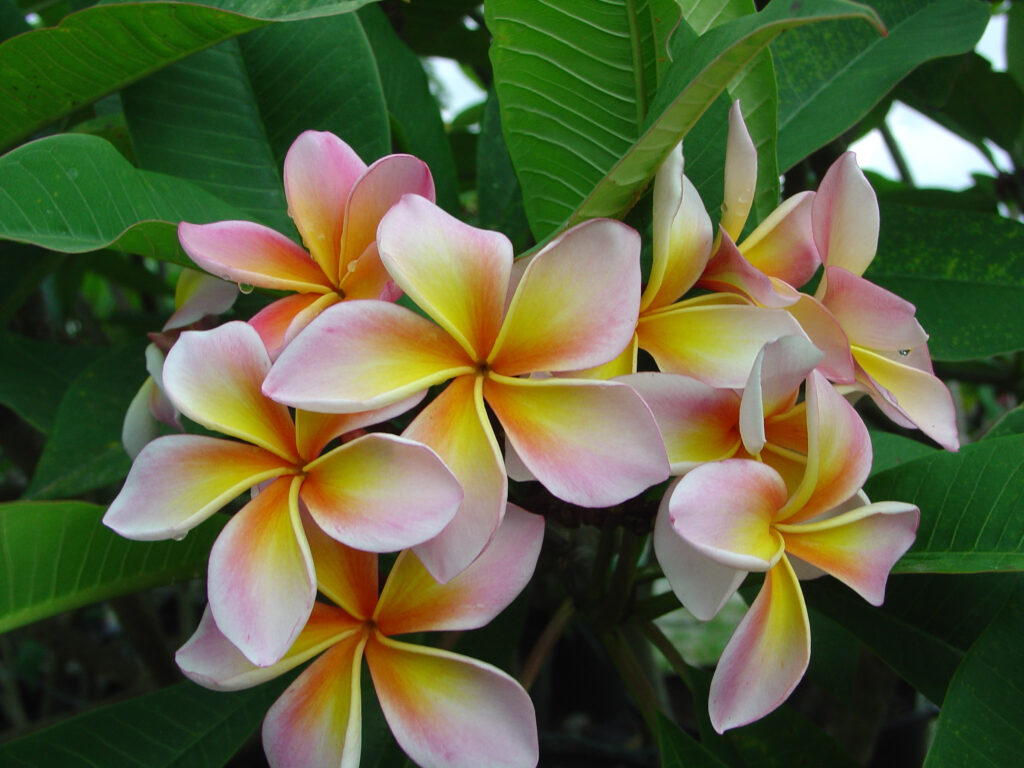 Aimhorn plumeria photo