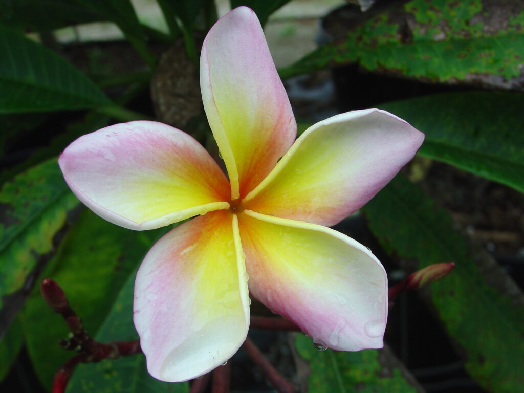 Aimhorn plumeria photo