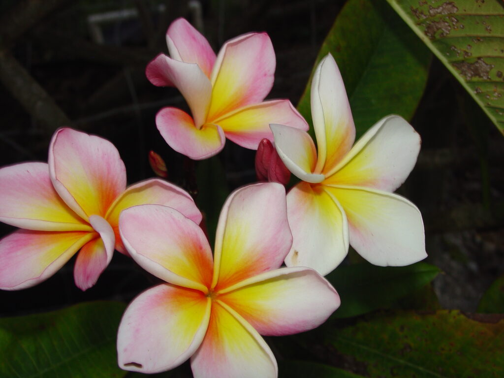 Aimhorn plumeria photo