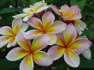 Aimhorn plumeria photo