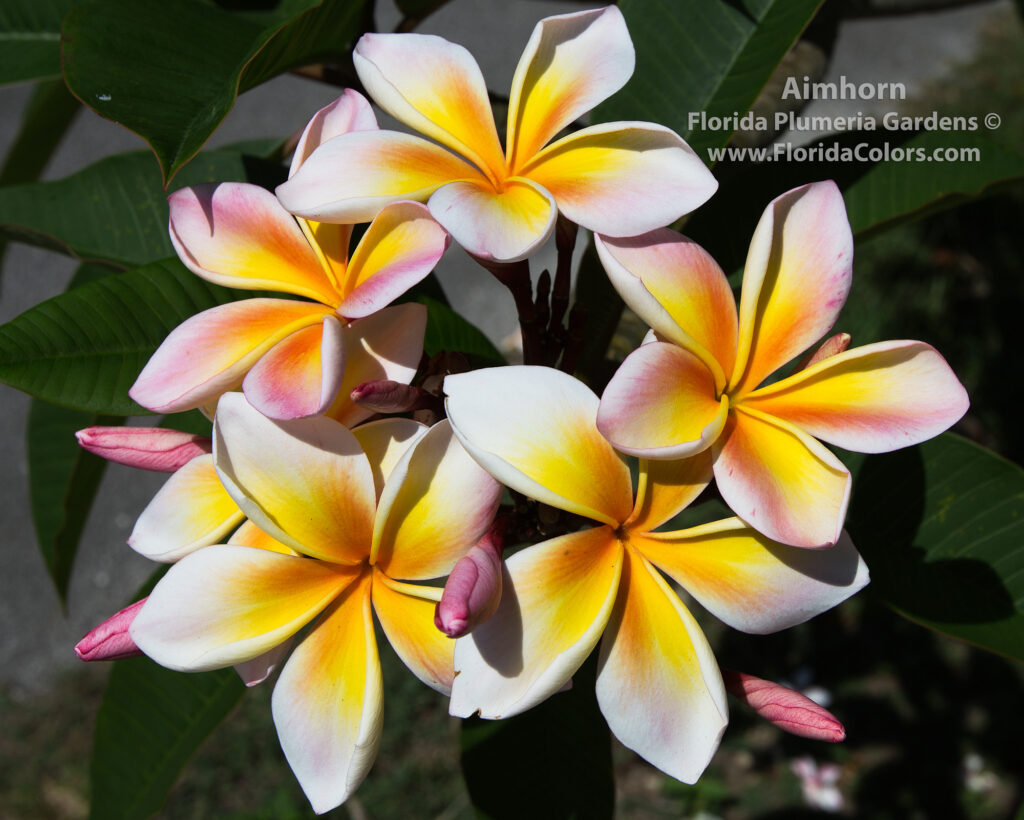 Aimhorn plumeria photo