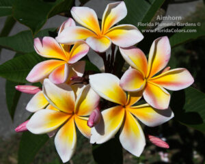 Aimhorn plumeria photo