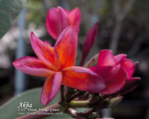 Akha plumeria photo