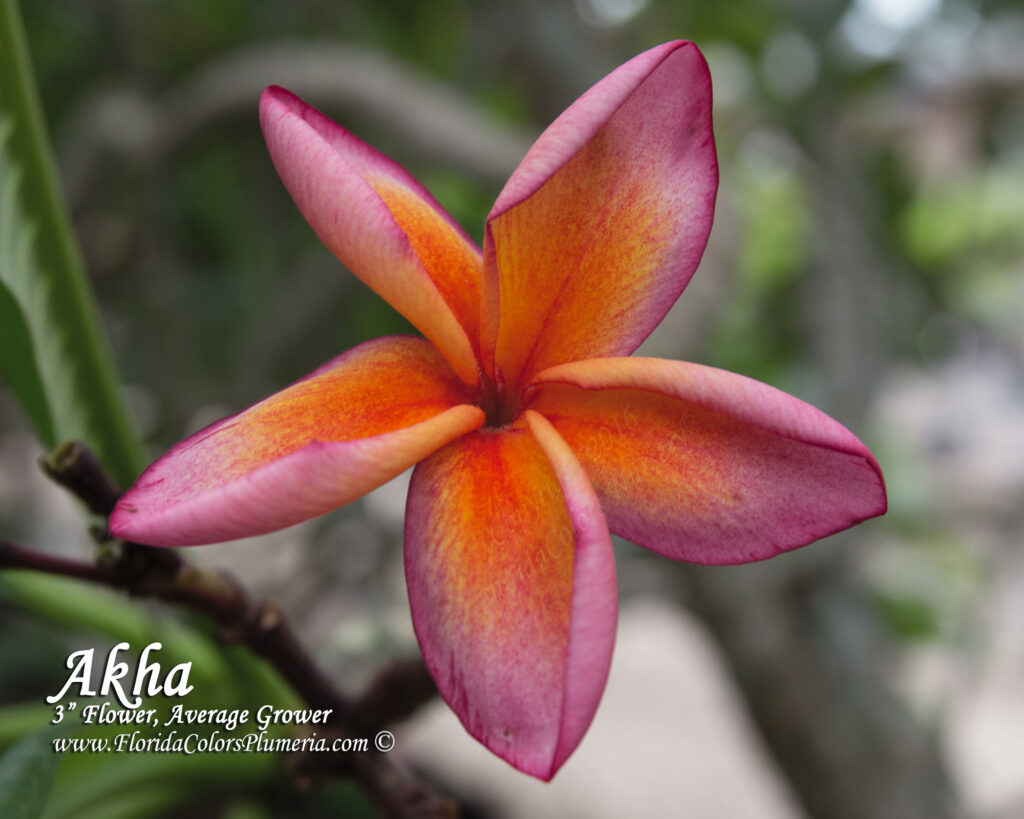 Akha plumeria photo