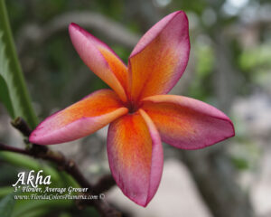 Akha plumeria photo