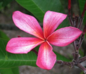 Allegro plumeria photo