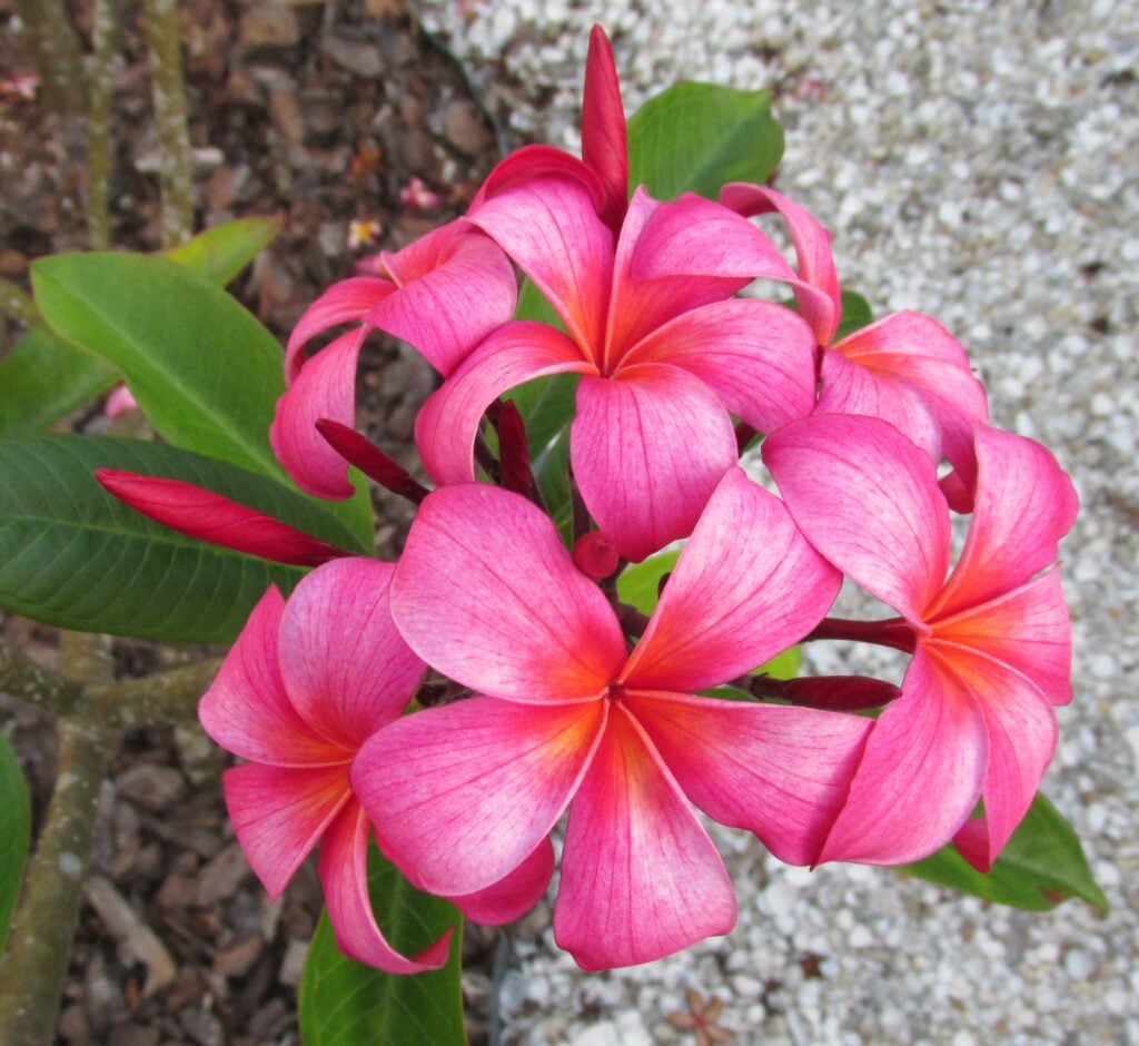 Allegro plumeria photo
