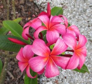 Ford Collection representative flower