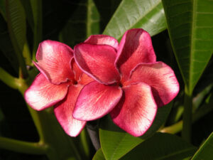 JL Allison plumeria flower