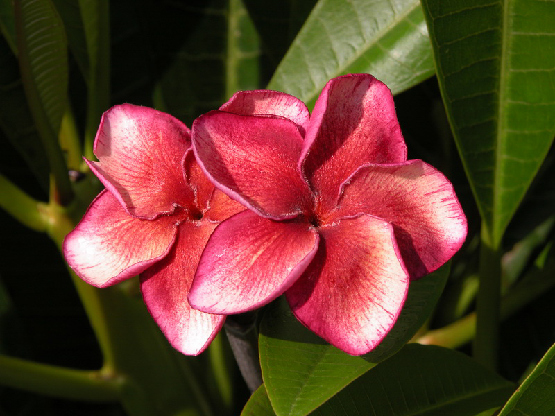 JL Allison plumeria photo
